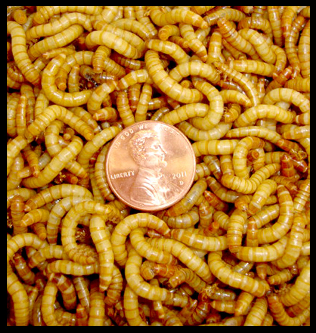 Mealworms American Cricket Ranch